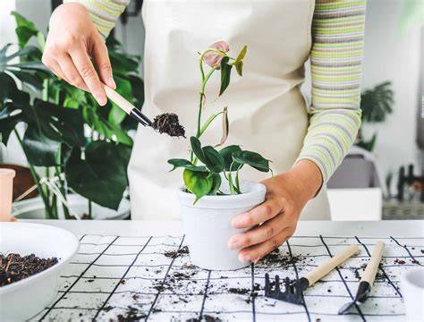 Repotting Plants