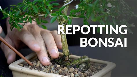 Repotting Pohon Bonsai