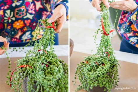 Repotting a string of pearls plant