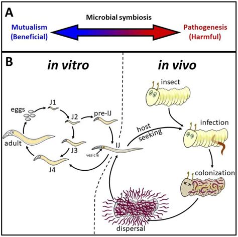 Reproduction: A Parasitic Partnership