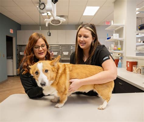 Reproduction Veterinarian Near Me