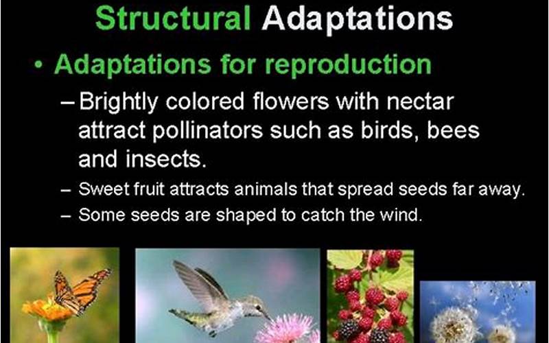 Reproductions And Adaptations