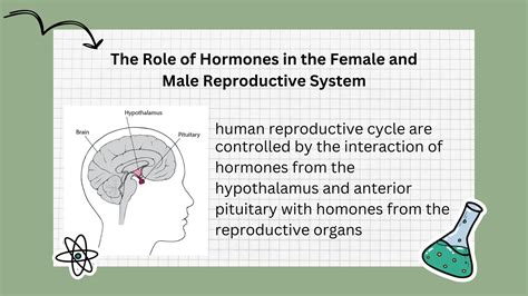Reproductive Hormones: Roles & Functions Explained.