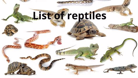 Reptiles