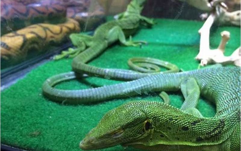 New Hampshire Reptile Expo: A Haven for Reptile Enthusiasts