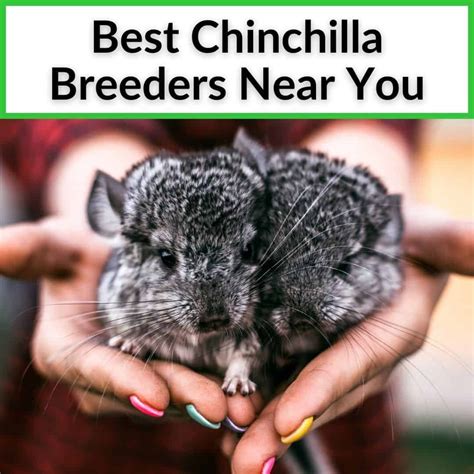 Reputable Chinchilla Breeders Near You