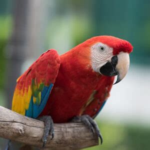 Reputable Exotic Animal Breeders