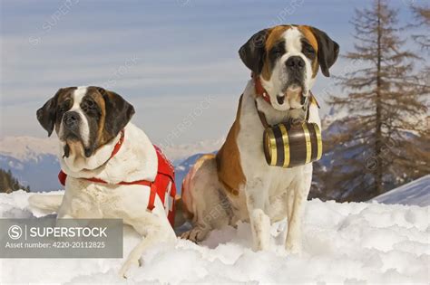 Rescue Dogs With Barrels