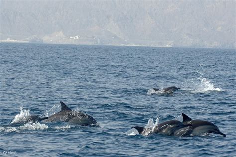 Research Reviews Dolphin Watching