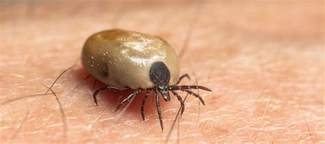 Residential Tick Control Austin