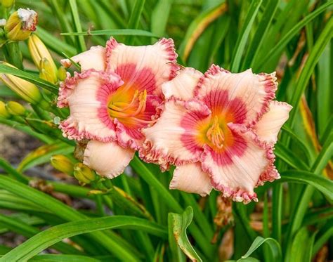 Resilient Daylilies