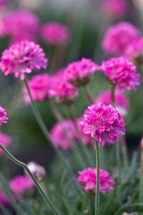 Resilient Perennials for Lasting Charm
