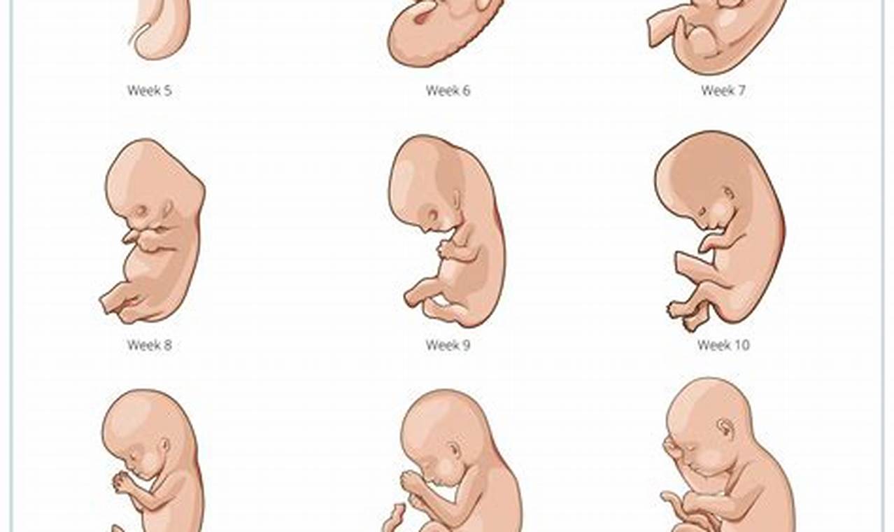 Resources and tools: fetal development