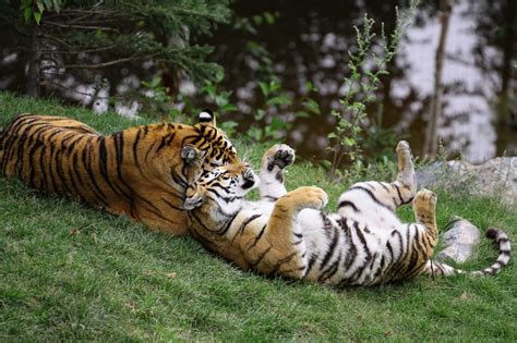 Respecting wild animals