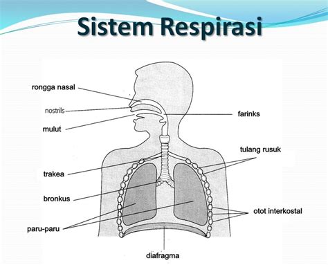 Pengertian, Organ, Fungsi dan Kelainan Sistem Pernapasan (Respirasi