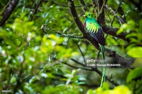 Resplendent Quetzal Monteverde