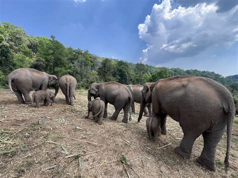 Responsible Elephant Sanctuary