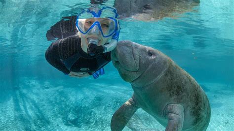 Responsible Manatee Viewing