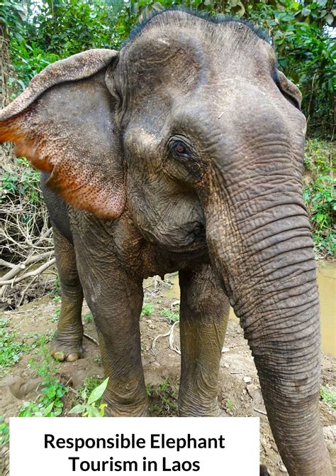 Responsible Tourism Elephants