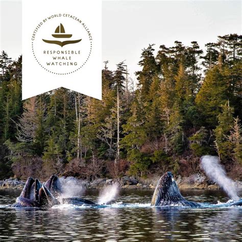 Responsible Whale Watching Tour Operators