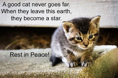 Feline Angels' Farewell: Heartfelt Rest in Peace Cat Quotes for Saying Goodbye - A SEO Title.