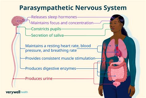 Restoring Parasympathetic Nervous System