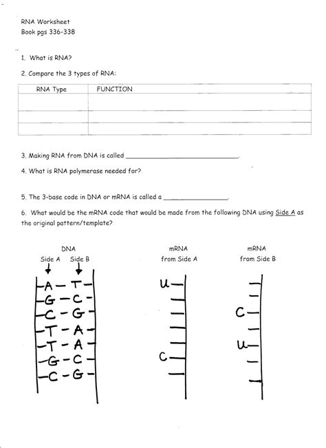 Restriction Enzymes Worksheet Answers