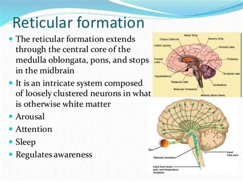 Wiring Your Brain: The Intricacies of Reticular Formation - An In-Depth Look into the Definition and Psychology Behind It