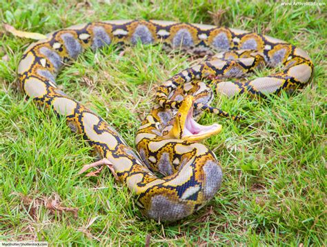 Reticulated Python