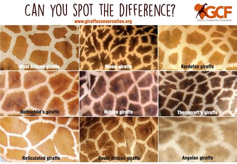 Reticulated vs Masai Patterns