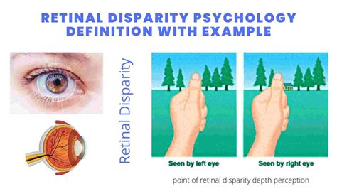 Retinal Disparity Psychology E Ample