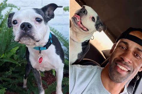 Reunion With His Dog