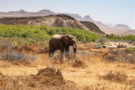 Review Twyfelfontein Tour