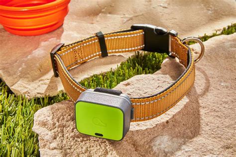 Reviewing the Best Dog Tracking System Categories