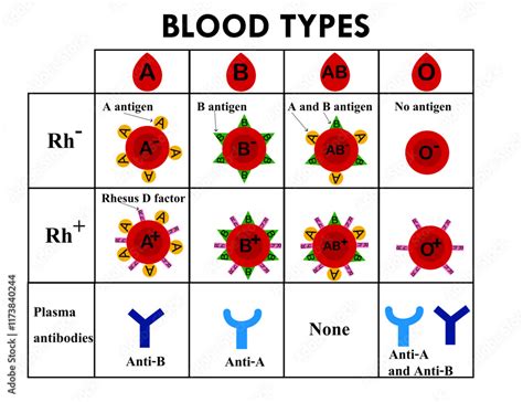 Rh Negative Blood Type Chart