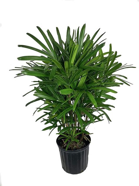 Rhapis Excelsa Clean Air: A Revolution In Air Purification