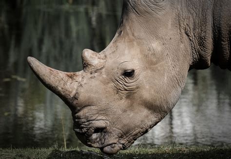 Rhino Up Close