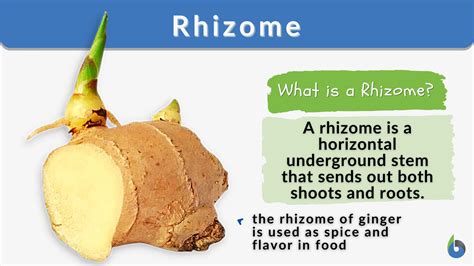 Rhizomes
