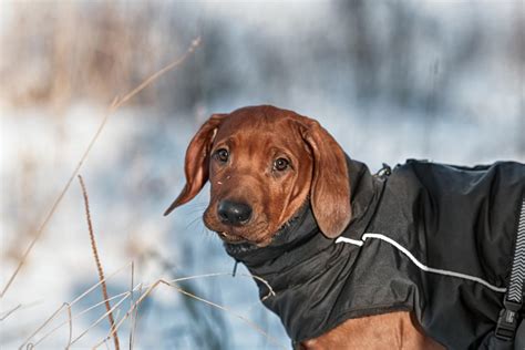 RHODESIAN RIDGEBACK Winter Hundemantel Wintermantel für Hunde