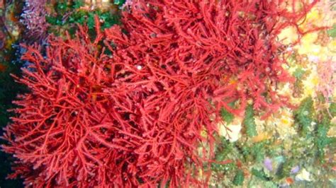 Rhodophyta Tampak Berwarna Merah Karena Pada Alga Tersebut Terkandung Pigmen