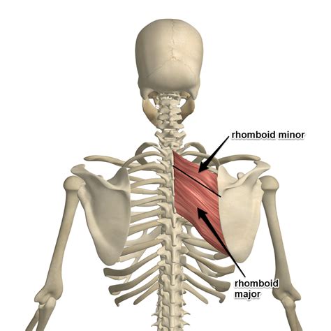 Rhomboids Muscles