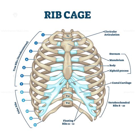 Rib Cage Image
