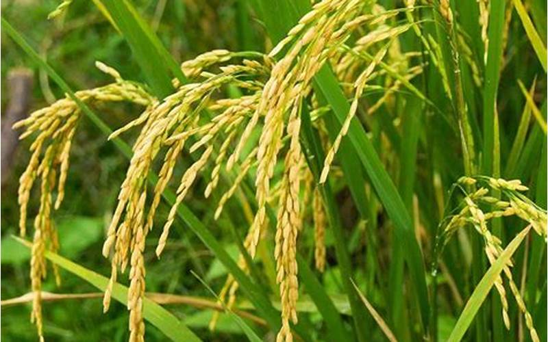 Rice Seeds For Planting