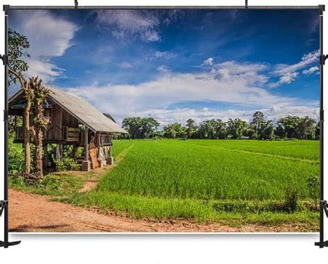 Rice Field Backdrops