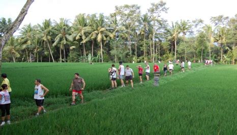 Rice Field Trek