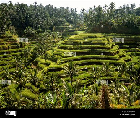 Rice Paddies Bali