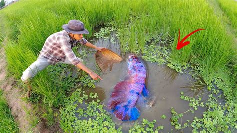 Rice Paddies Betta Fish