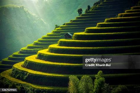 Rice Terraces Beauty