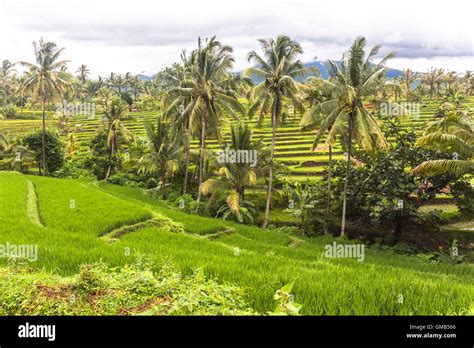 Rice Terraces Lombok
