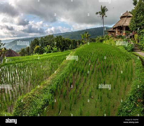 Rice Terraces Munduk